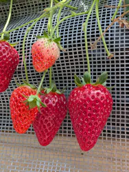 道の駅ひたちおおた店に投稿された画像（2026/4/13）