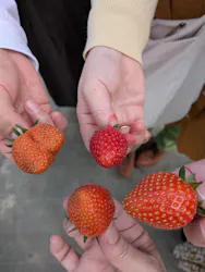 道の駅ひたちおおた店に投稿された画像（2026/4/13）