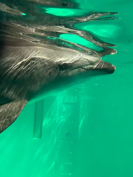しながわ水族館に投稿された画像（2026/4/13）