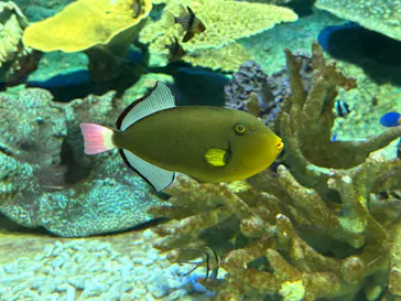 しながわ水族館に投稿された画像（2026/4/13）