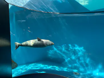 しながわ水族館に投稿された画像（2026/4/13）