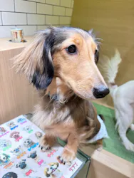 いぬカフェRio 仙台店に投稿された画像（2026/4/14）