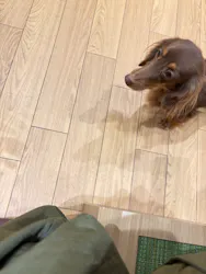 いぬカフェRio 仙台店に投稿された画像（2026/4/14）