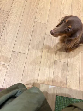 いぬカフェRio 仙台店に投稿された画像（2026/4/14）