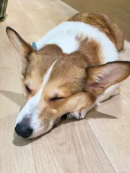 いぬカフェRio 仙台店に投稿された画像（2026/4/14）