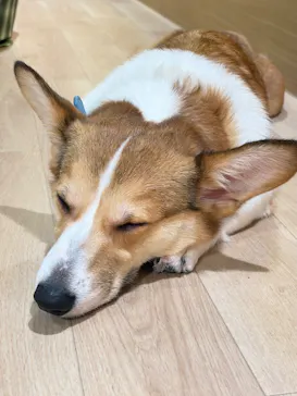 いぬカフェRio 仙台店に投稿された画像（2026/4/14）