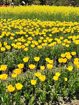 万博記念公園に投稿された画像（2026/4/14）