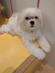 いぬカフェRio廿日市店に投稿された画像（2026/4/14）