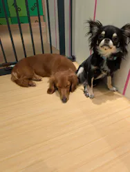 いぬカフェRio廿日市店に投稿された画像（2026/4/14）