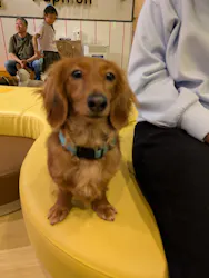 いぬカフェRio廿日市店に投稿された画像（2026/4/14）