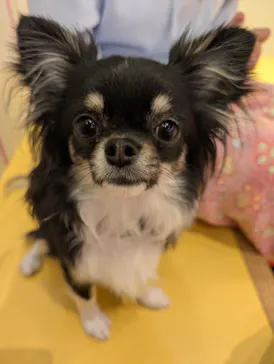 いぬカフェRio廿日市店に投稿された画像（2026/4/14）