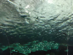 名古屋港水族館に投稿された画像（2026/4/14）