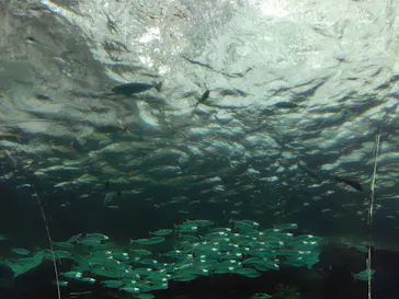 名古屋港水族館に投稿された画像（2026/4/14）
