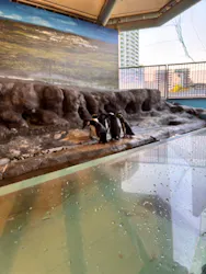 しながわ水族館に投稿された画像（2026/4/14）