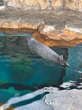 しながわ水族館に投稿された画像（2026/4/14）