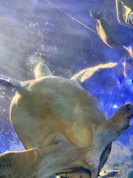 しながわ水族館に投稿された画像（2026/4/14）