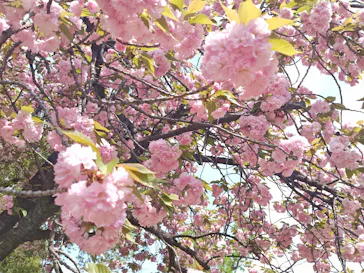 新宿御苑に投稿された画像（2026/4/14）