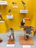 特別展「鳥 ～ゲノム解析が解き明かす新しい鳥類の系統～」に投稿された画像（2026/4/14）