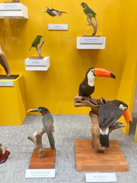 特別展「鳥 ～ゲノム解析が解き明かす新しい鳥類の系統～」に投稿された画像（2026/4/14）
