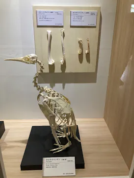 特別展「鳥 ～ゲノム解析が解き明かす新しい鳥類の系統～」に投稿された画像（2026/4/14）