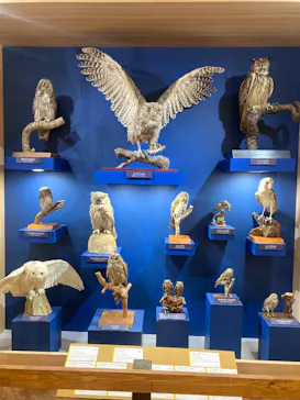 特別展「鳥 ～ゲノム解析が解き明かす新しい鳥類の系統～」に投稿された画像（2026/4/14）