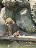 伊豆アニマルキングダムに投稿された画像（2026/4/14）