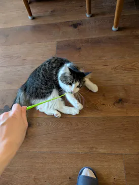 猫カフェモカ　池袋東口店に投稿された画像（2026/4/14）