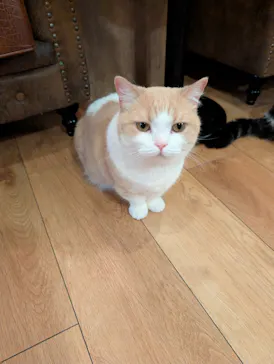 猫カフェモカ　池袋東口店に投稿された画像（2026/4/14）