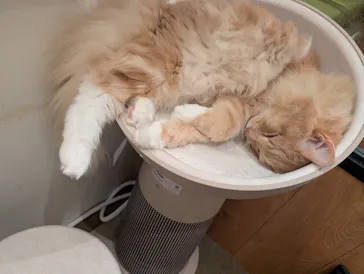 猫カフェモカ　池袋東口店に投稿された画像（2026/4/14）