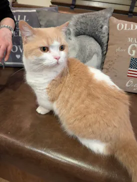 猫カフェモカ　池袋東口店に投稿された画像（2026/4/14）