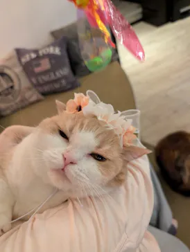 猫カフェモカ　池袋東口店に投稿された画像（2026/4/14）