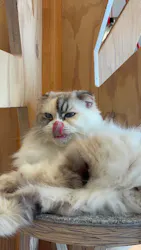 猫カフェモカ　イオンレイクタウン店に投稿された画像（2026/4/14）