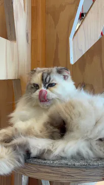 猫カフェモカ　イオンレイクタウン店に投稿された画像（2026/4/14）