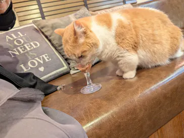 猫カフェモカ　池袋東口店に投稿された画像（2026/4/14）