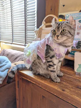 猫カフェモカ　池袋東口店に投稿された画像（2026/4/14）