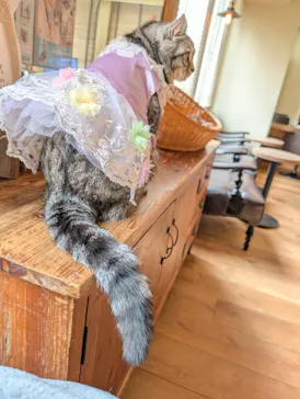 猫カフェモカ　池袋東口店に投稿された画像（2026/4/14）