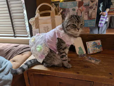 猫カフェモカ　池袋東口店に投稿された画像（2026/4/14）