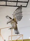 特別展「鳥 ～ゲノム解析が解き明かす新しい鳥類の系統～」に投稿された画像（2026/4/14）