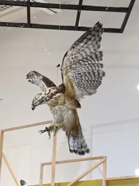 特別展「鳥 ～ゲノム解析が解き明かす新しい鳥類の系統～」に投稿された画像（2026/4/14）