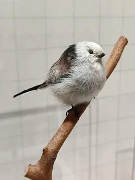 特別展「鳥 ～ゲノム解析が解き明かす新しい鳥類の系統～」に投稿された画像（2026/4/14）