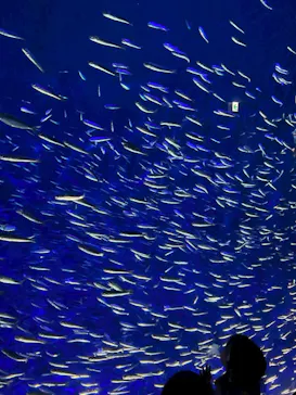 大分マリーンパレス水族館 「うみたまご」に投稿された画像（2026/4/14）