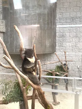 淡路ファームパーク イングランドの丘に投稿された画像（2026/4/15）