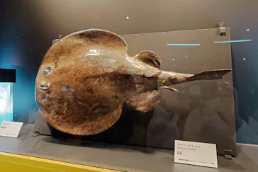 特別展「超危険生物展　科学で挑む生き物の本気」に投稿された画像（2026/4/15）
