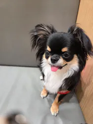 いぬカフェRio 浅草店に投稿された画像（2026/4/15）