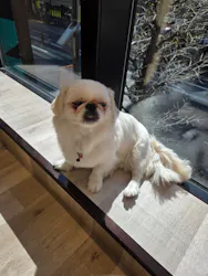 いぬカフェRio 秋葉原店に投稿された画像（2026/4/15）