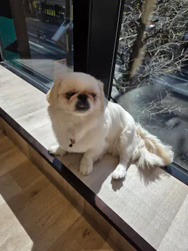 いぬカフェRio 秋葉原店に投稿された画像（2026/4/15）