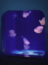 新江ノ島水族館に投稿された画像（2026/4/15）