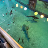 沖縄美ら海水族館（館内体験）に投稿された画像（2026/4/15）
