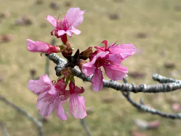 今帰仁城跡に投稿された画像（2026/4/15）
