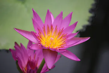 熱川バナナワニ園に投稿された画像（2026/4/15）